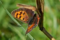 Lycaena phlaeas