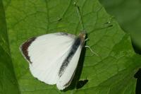 Pieris brassicae