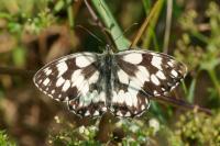 Melanargia galathea