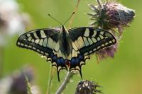 Papilio machaon