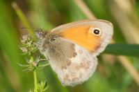 Coenonympha pamphilus
