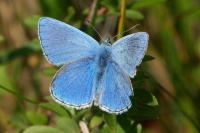 Lysandra bellargus