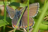 Lysandra bellargus