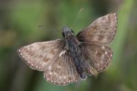 Erynnis tages