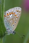 Polyommatus icarus