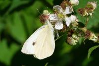 Pieris brassicae