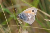 Coenonympha pamphilus
