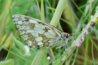 Melanargia galathea