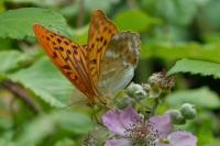 Argynnis paphia