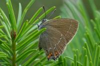 Satyrium ilicis