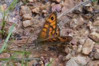 Lasiommata megera