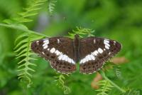 Limenitis camilla
