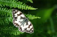 Melanargia galathea