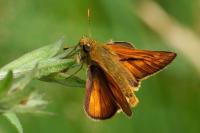 Ochlodes sylvanus