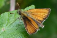 Thymelicus lineola