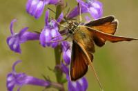Thymelicus sylvestris
