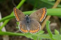 Aricia agestis