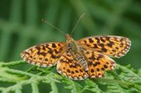 Boloria dia