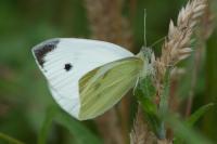Pieris rapae
