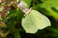 Gonepteryx rhamni