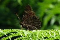 Aglais io