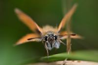 Thymelicus lineola