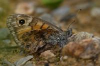 Lasiommata megera