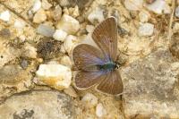 Polyommatus icarus