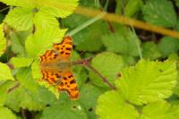 Polygonia c-album