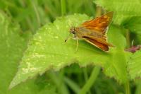 Ochlodes sylvanus