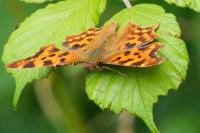 Polygonia c-album