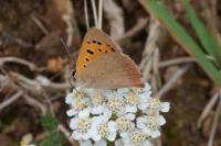 Lycaena phlaeas