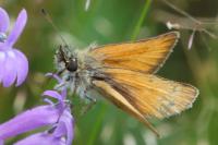 Thymelicus lineola