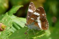 Limenitis camilla