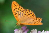 Argynnis paphia