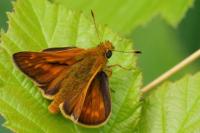 Ochlodes sylvanus