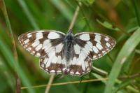 Melanargia galathea