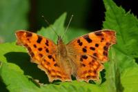 Polygonia c-album