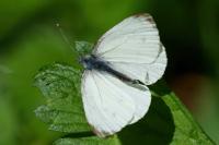 Pieris napi
