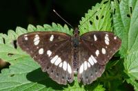Limenitis reducta
