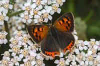Lycaena phlaeas