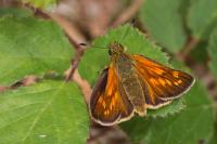 Ochlodes sylvanus