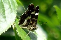 Araschnia levana