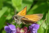 Thymelicus sylvestris