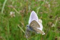 Polyommatus icarus
