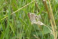 Cacyreus marshalli