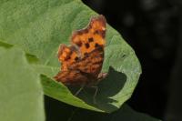 Polygonia c-album