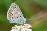 Polyommatus icarus