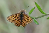Boloria dia