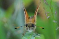 Thymelicus lineola